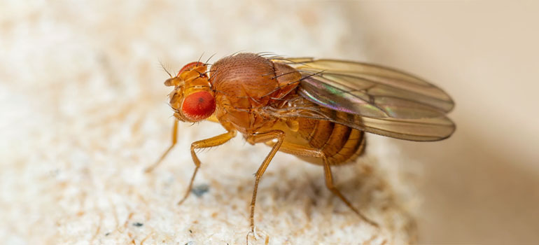 Fruit and Drain Flies