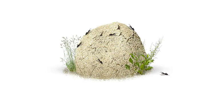 Outdoor Mound-Building Ants